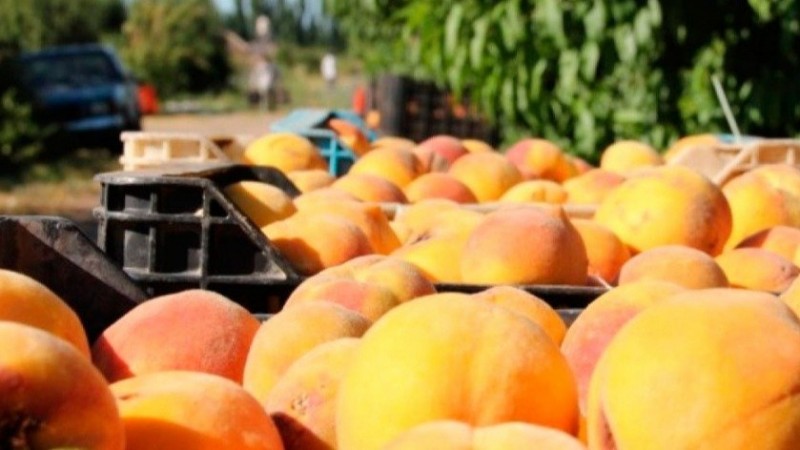 Pronostican una caída en la producción de durazno en Mendoza
